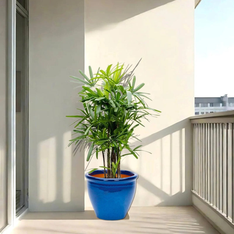 Rhapis Excelsa "Lady Palm سيدة النخيل or Miniature Fan Palm" in Rolled Rim Pot - Greensouq -