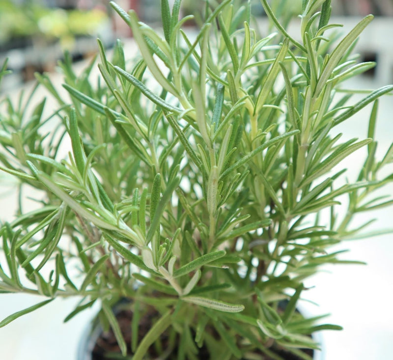 Rosemary Herb Indoor "Rosmarinus Officialis" - Greensouq -