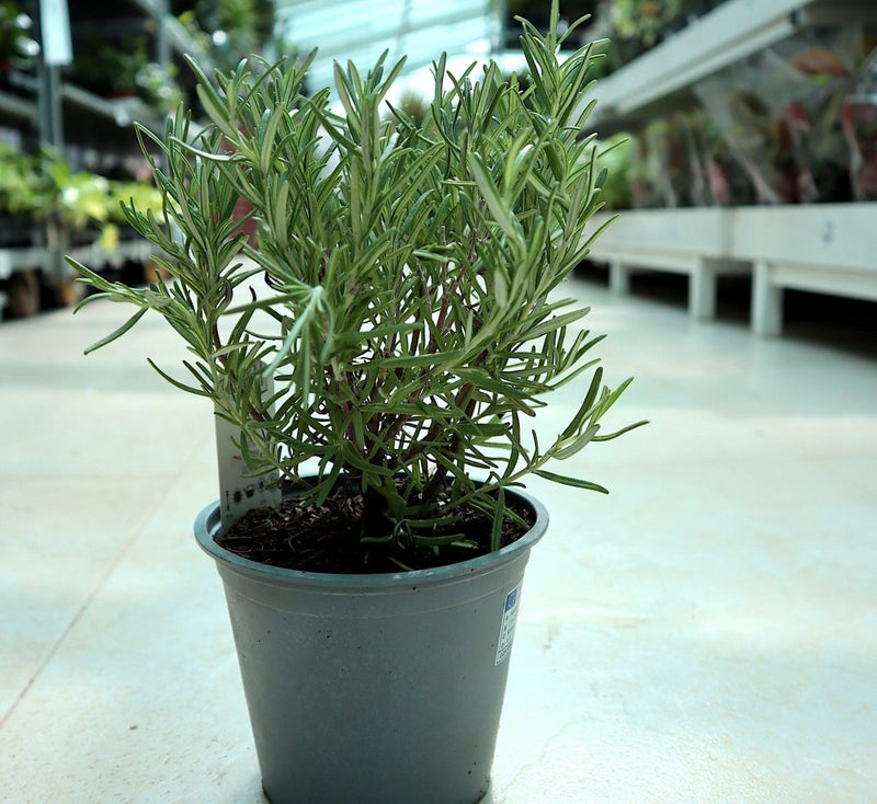 Rosemary Herb Indoor "Rosmarinus Officialis" - Greensouq -