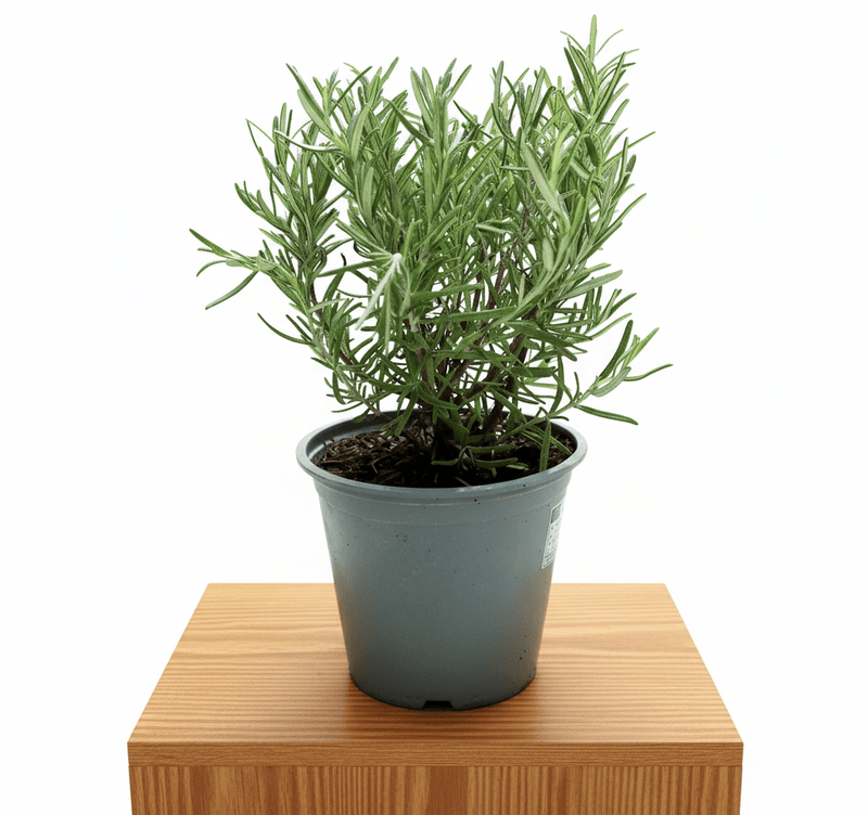 Rosemary Herb Indoor "Rosmarinus Officialis" - Greensouq -