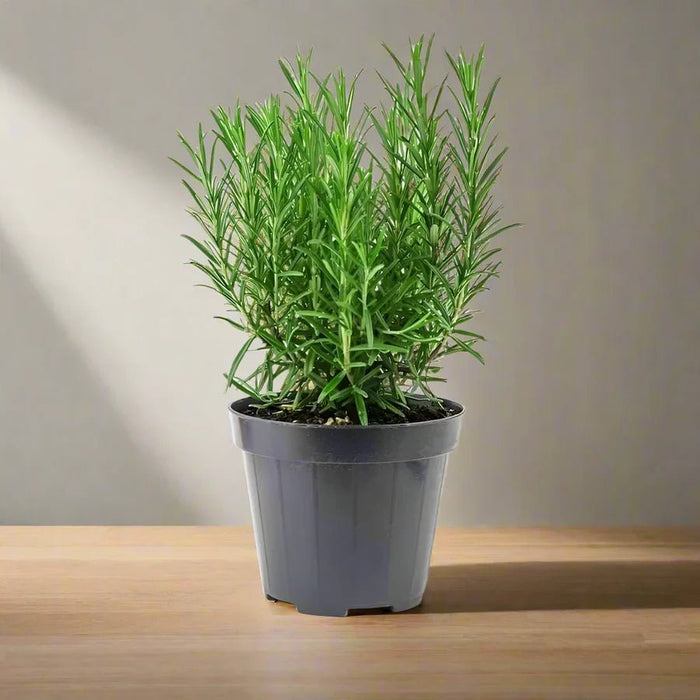 Rosmarinus Officialis or Rosemary Herb - Greensouq -