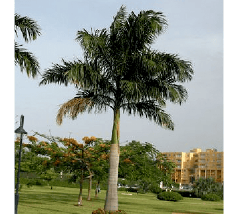 Roystonia Regia "Royal Palm" النخيل الملكي - Greensouq -