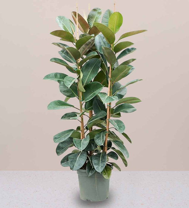 Rubber Plant Tall 3pp 1.2 to 1.5m - Greensouq -