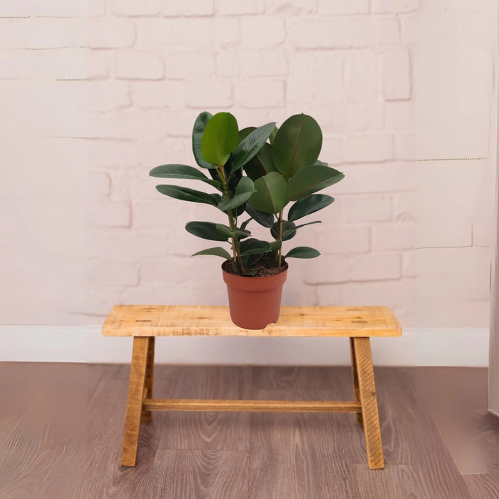 rubber tree greensouq