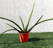 Sansevieria Desertii "Sansevieria Cylindrica Skyline - Greensouq -