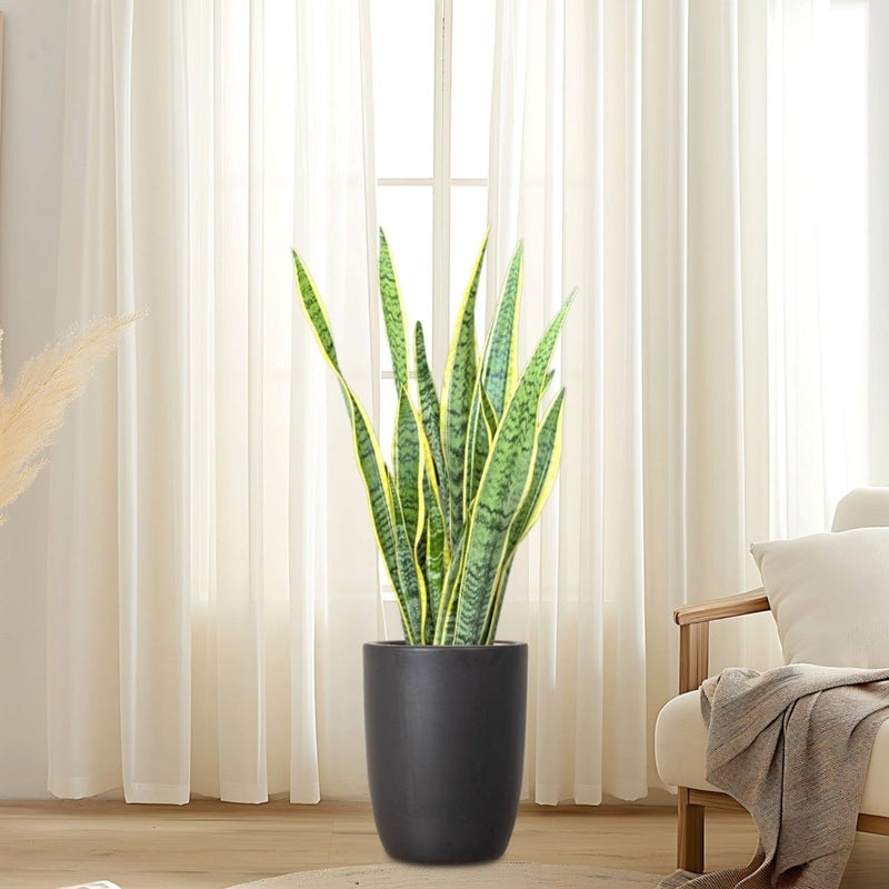 Sansevieria Trifasciata 'Laurentii' or Snake Plant - Greensouq -