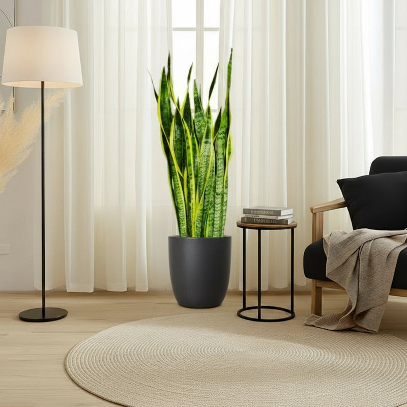 Sansevieria Trifasciata 'Laurentii' or Snake Plant - Greensouq -