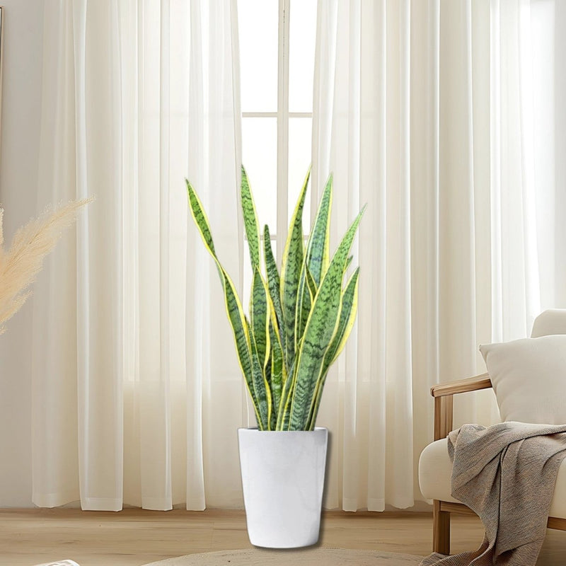 Sansevieria Trifasciata 'Laurentii' or Snake Plant - Greensouq -