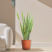 Sansevieria Trifasciata 'Laurentii' or Snake Plant - Greensouq -