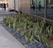 Sansevieria Trifasciata Or Snake Plant (Outdoor) - Greensouq -