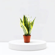 Sansevieria Trifasciata Or Snake Plant (Outdoor) - Greensouq -
