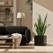 Sansevieria Trifasciata "Snake Plant" in Grp Square Pot 40x40 - Greensouq -