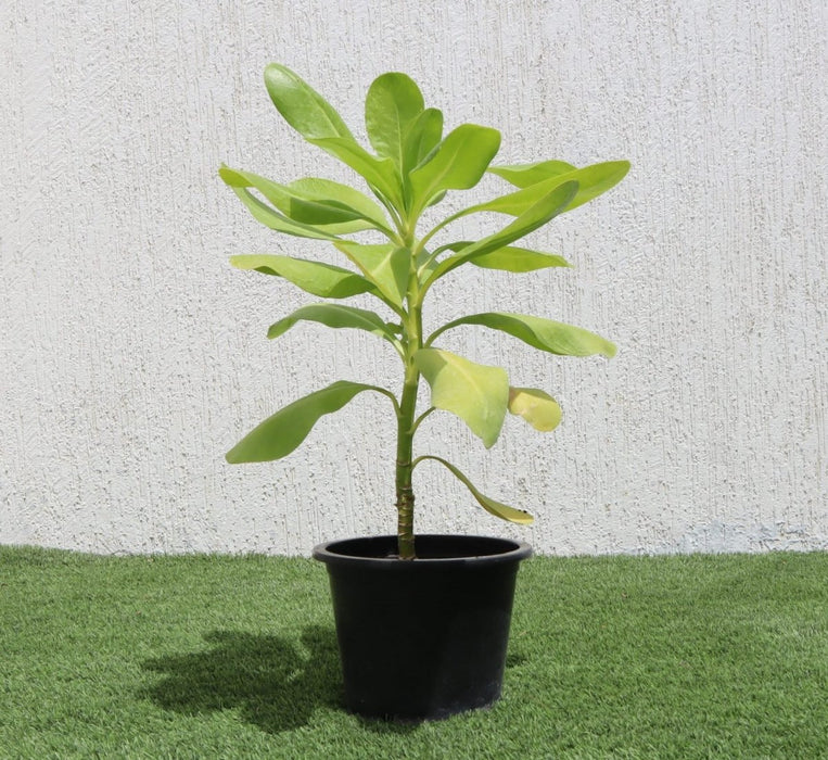 Scaevola Frutescens (Vahl Beach Naupaka, Hawaiian Half Flower, Sea Lettuce) - Greensouq -