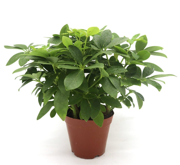 Schefflera arboricola | Compacta | Dwarf Umbrella Tree 25 - 30cm - Greensouq -