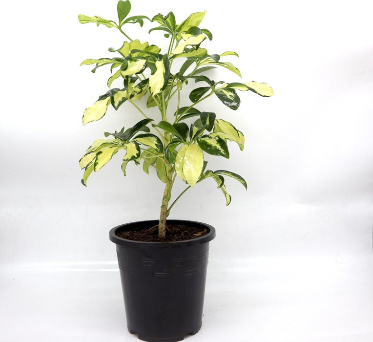Schefflera Arboricola | Gold Capella | Dwarf Umbrella Tree 30 - 40cm - Greensouq -
