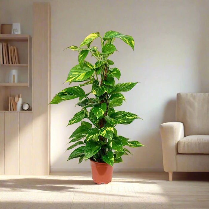 Scindapsus Marble Queen or Money Plant or Epipremnum aureum كرمة المال Success - Greensouq -