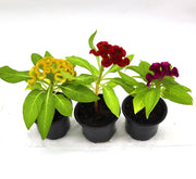 Seasonal Flowering Plants Mix in Cosmoplast White Pot 10 Ltr (49x21x16cm) 19" - Greensouq -