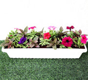 Seasonal Flowering Plants Mix in Cosmoplast White Pot 10 Ltr (49x21x16cm) 19" - Greensouq -