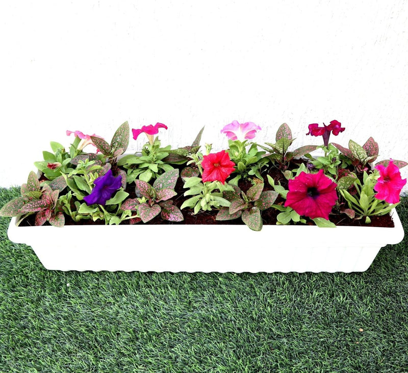 Seasonal Flowering Plants Mix in Cosmoplast White Pot 10 Ltr (49x21x16cm) 19" - Greensouq -