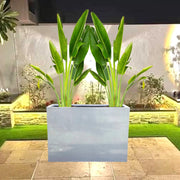 Set of 2 Traveler Palms in GRP Pot | 2.5–3.0m Tall - Greensouq -