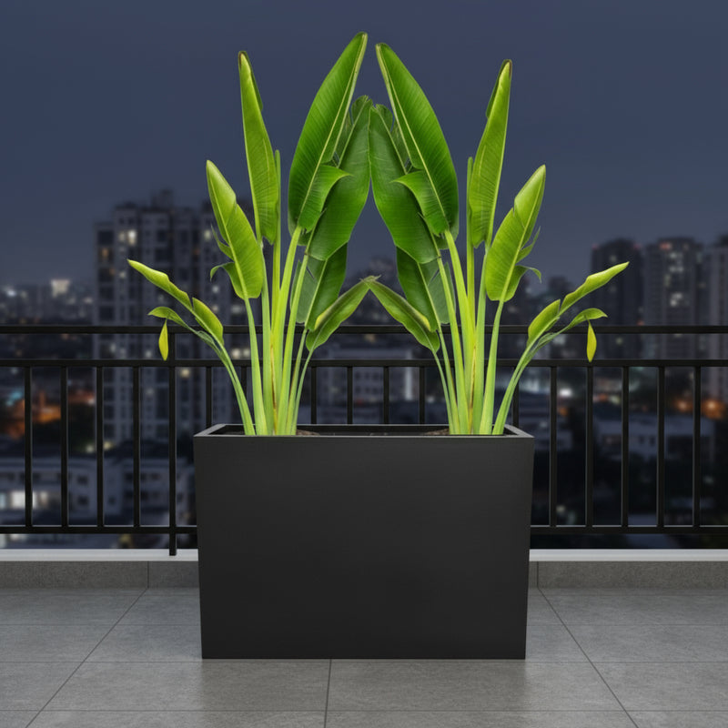 Set of 2 Traveler Palms in GRP Pot | 2.5–3.0m Tall - Greensouq -