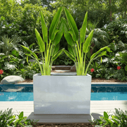 Set of 2 Traveler Palms in GRP Pot | 2.5–3.0m Tall - Greensouq -