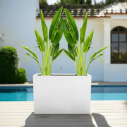 Set of 2 Traveler Palms in GRP Pot | 2.5–3.0m Tall - Greensouq -