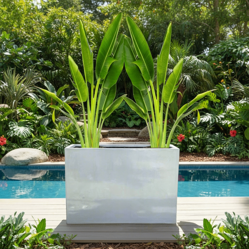 Set of 2 Traveler Palms in GRP Pot | 2.5–3.0m Tall