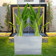 Set of 2 Traveler Palms in GRP Pot | 2.5–3.0m Tall - Greensouq -