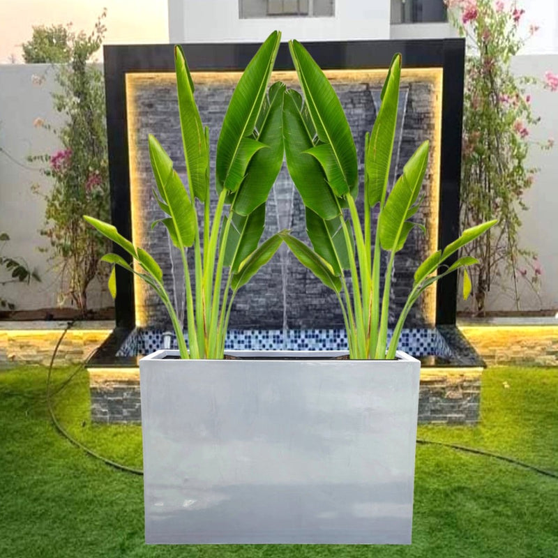 Set of 2 Traveler Palms in GRP Pot | 2.5–3.0m Tall - Greensouq -