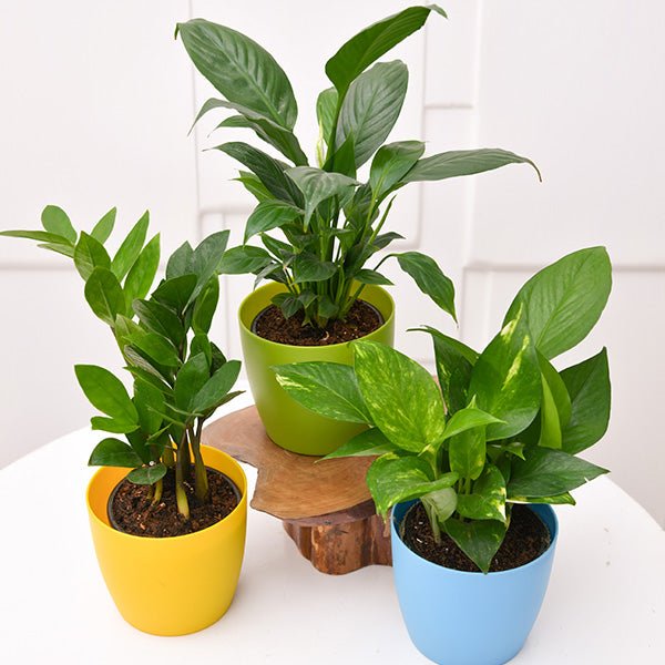 Set of 3 Plants for Office Table/Desk - Greensouq -
