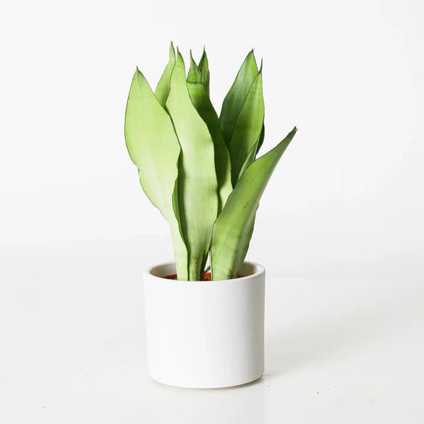 Snake Plant "Moon Shine" 25 - 30cm - Greensouq -