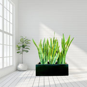 Snake Plants In Fiber Glass GRP Pot (70x30x30) - Greensouq -