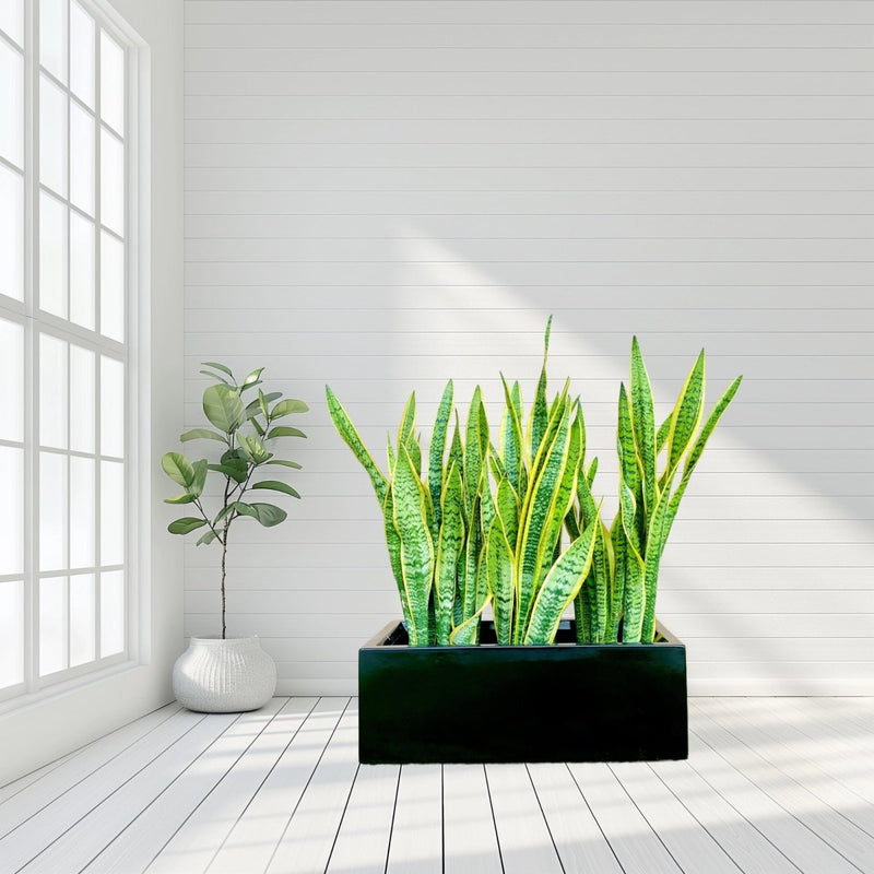 Snake Plants In Fiber Glass GRP Pot (70x30x30) - Greensouq -