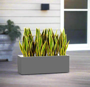 Snake Plant In Fiber Glass GRP Pot (70x30x30) - Greensouq -