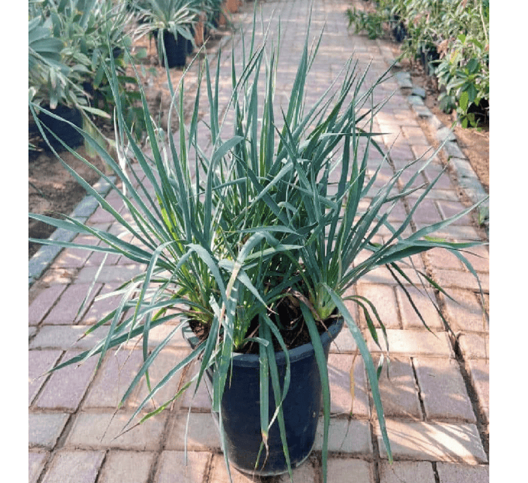 Spanish Dagger "Yucca Gloriosa" 0.5 - 0.6m - Greensouq -