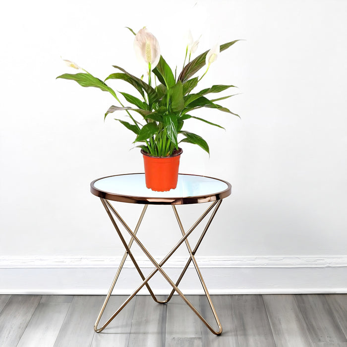 Peace Lily or Spathiphyllum or "زنبق السلام"