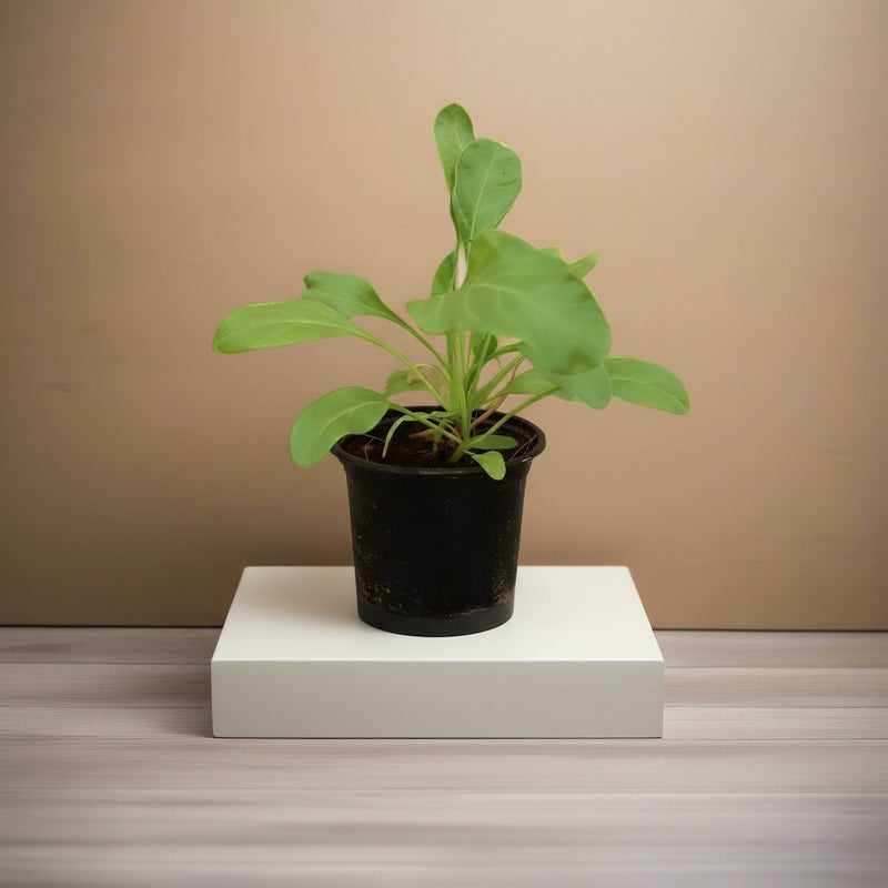 Spinach | Palak 15 - 20 cm overall height - Greensouq -