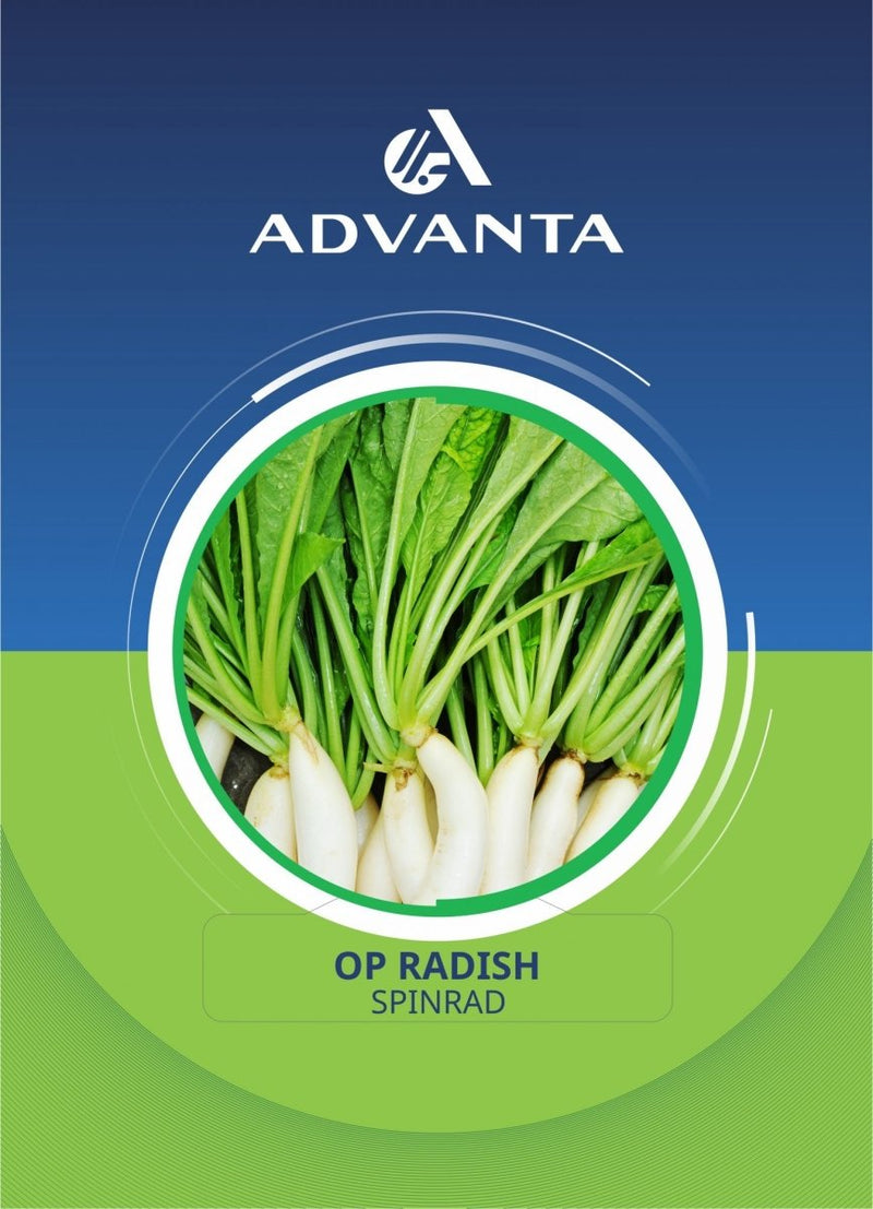 Spinrad OP Radish Seeds 5g - Greensouq -