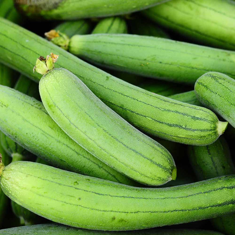 Sponge Gourd Vegetable Plant | 9cm Pot - Greensouq -