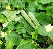 Sponge Gourd Vegetable Plant | 9cm Pot - Greensouq -