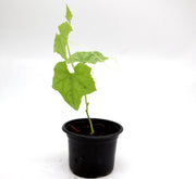 Sponge Gourd Vegetable Plant | 9cm Pot - Greensouq -