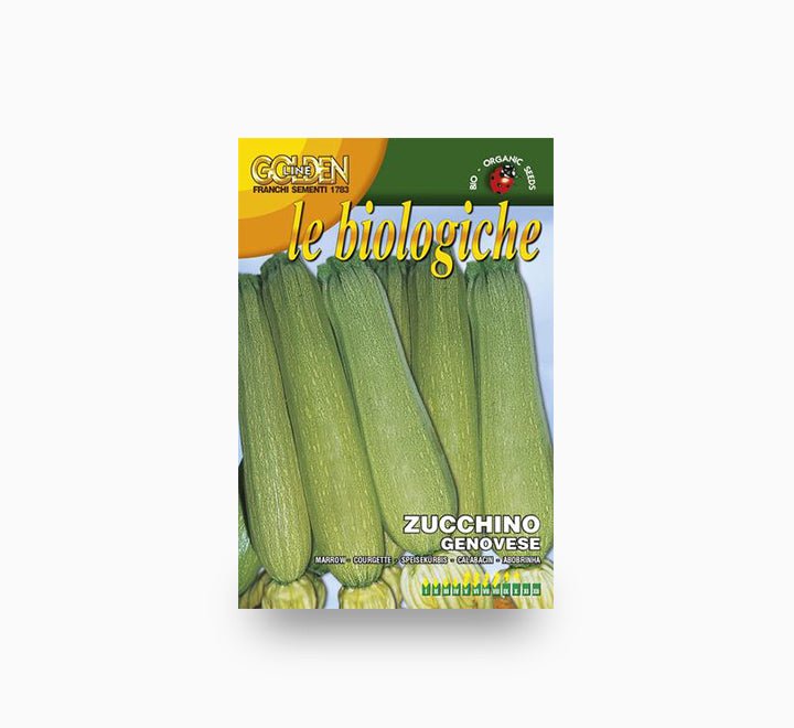 Squash Genovese - Franchi Seeds - Greensouq -