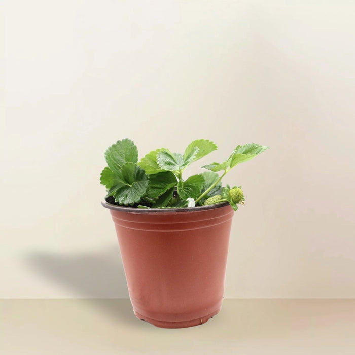 Strawberry Plant | Fragaria ananassa | Organic - Greensouq -