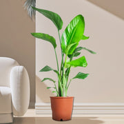 Strelitzia Nicolai / Bird of Paradise Plant طائر الجنة - Greensouq -