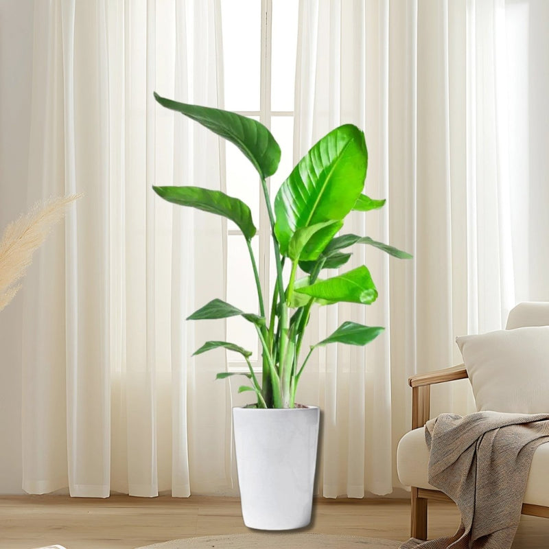 Strelitzia Nicolai / Bird of Paradise Plant طائر الجنة - Greensouq -