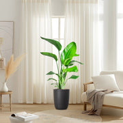 Strelitzia Nicolai / Bird of Paradise Plant طائر الجنة - Greensouq -