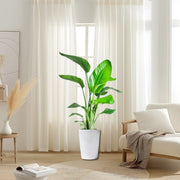 Strelitzia Nicolai / Bird of Paradise Plant طائر الجنة - Greensouq -