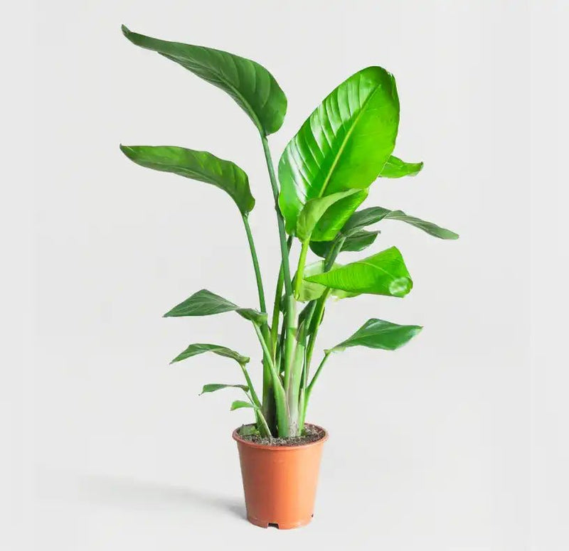 Strelitzia Nicolai or Bird of Paradise Plant طائر الجنة - Greensouq -