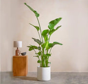 Strelitzia Nicolai or Bird of Paradise Plant طائر الجنة - Greensouq -